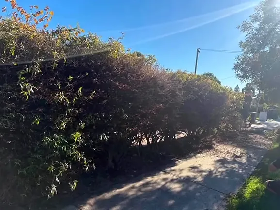 Long street hedge trimmed back from a footpath