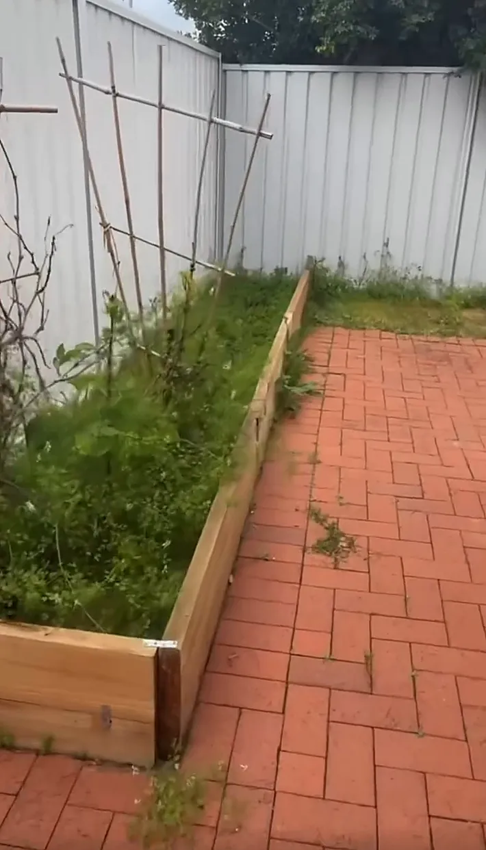 Overgrown timber garden bed beside red brick paving