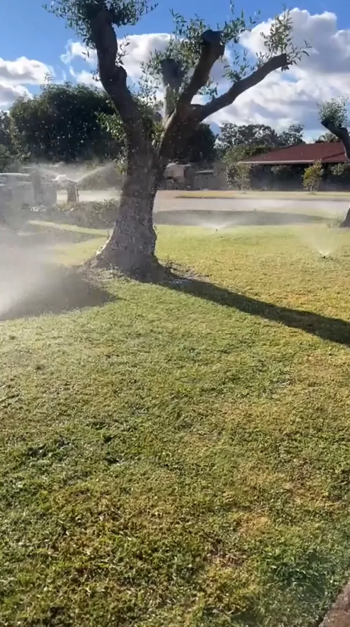 Reticulation sprinklers watering a front verge lawn